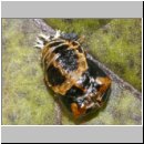 Marienkaeferpuppe - Harmonia axyridis 6a.jpg